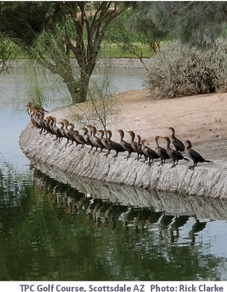 TPC Cormorants with credits.jpg