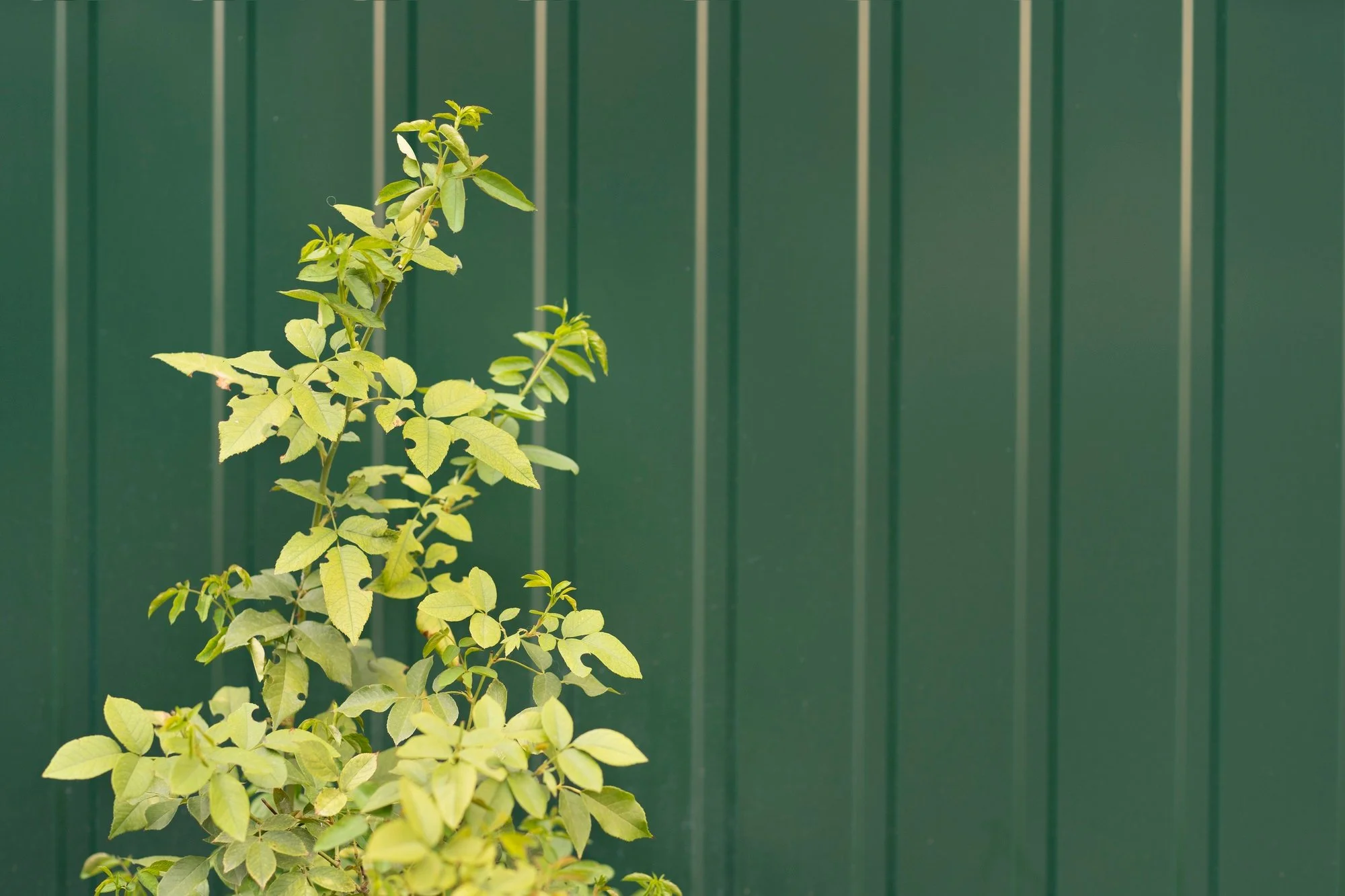 Green facades with aluminum cladding systems