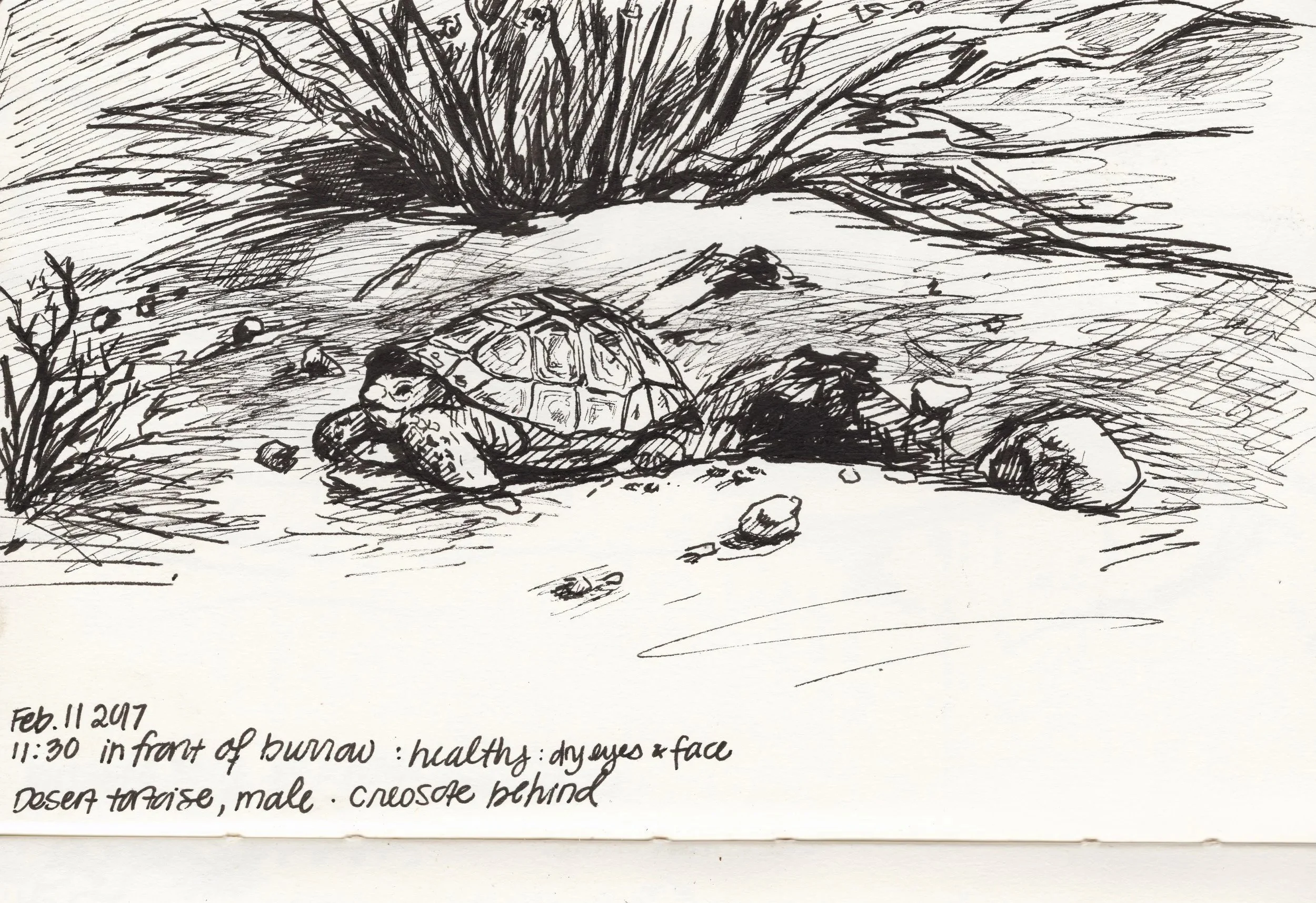 Desert Tortoise and Mountains sketch.jpg