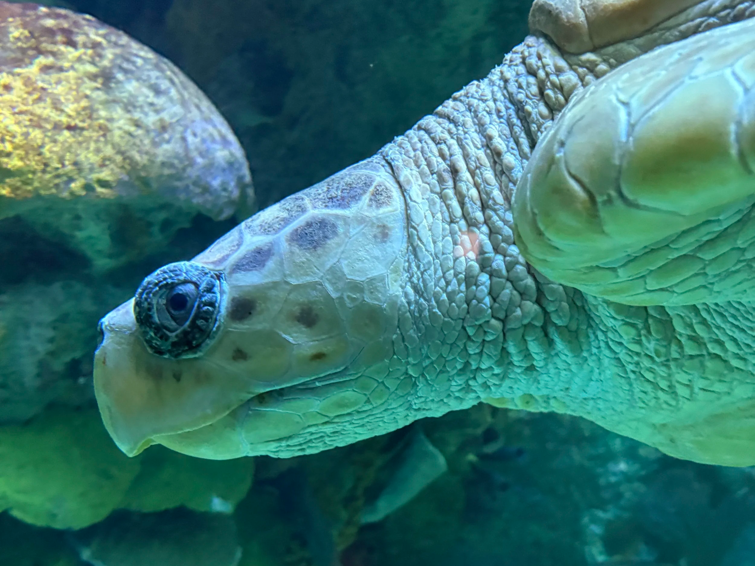 New England Aquarium