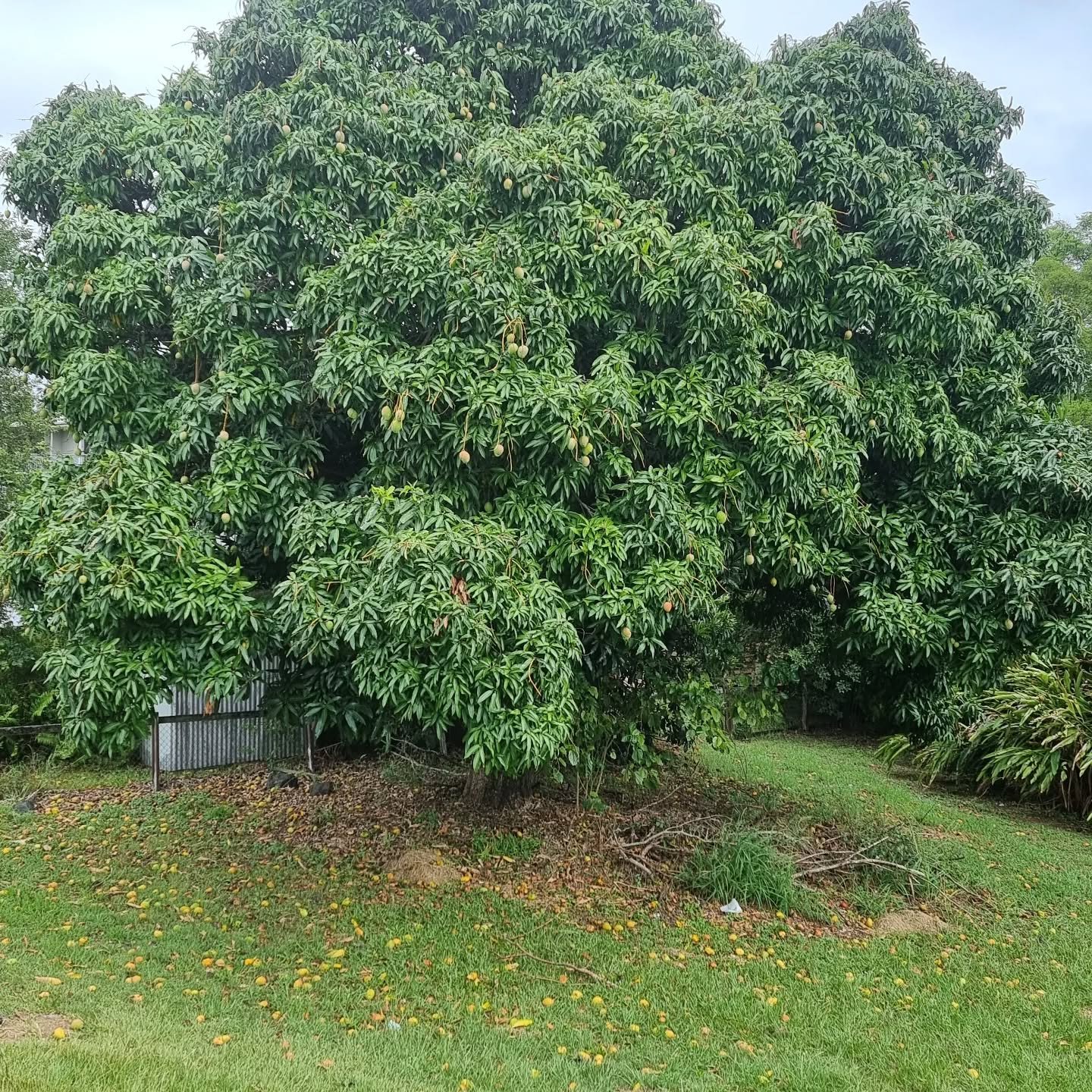 Mango season!  What to create out of these little beauties? Cooking can be a great way to rest from writing while keeping the creative juices flowing