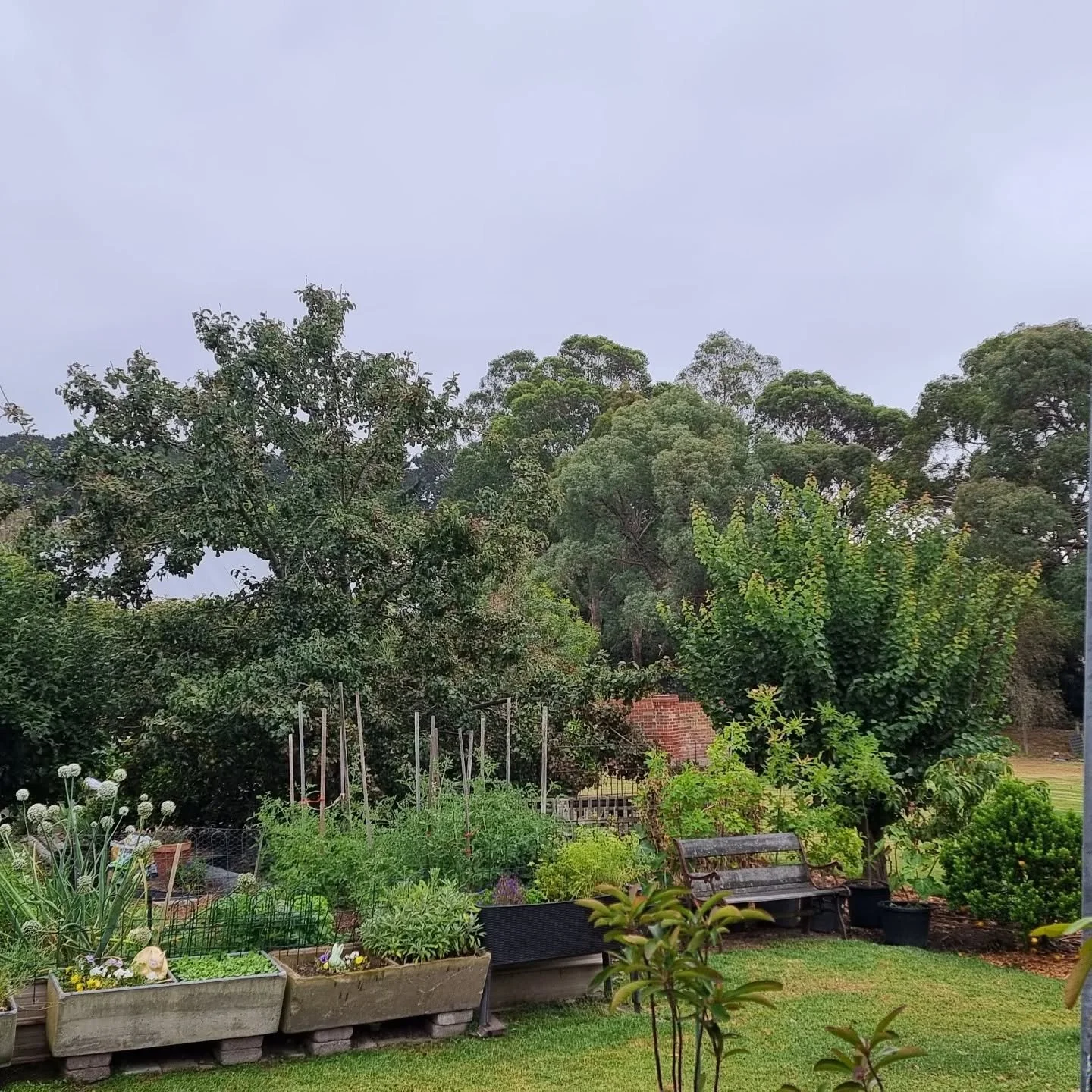 Visiting friends in Victoria before giving a history talk on Saturday @MorningtonPeninsulaFamilyHistorySociety. Pears for breakfast. Lovely start to the day