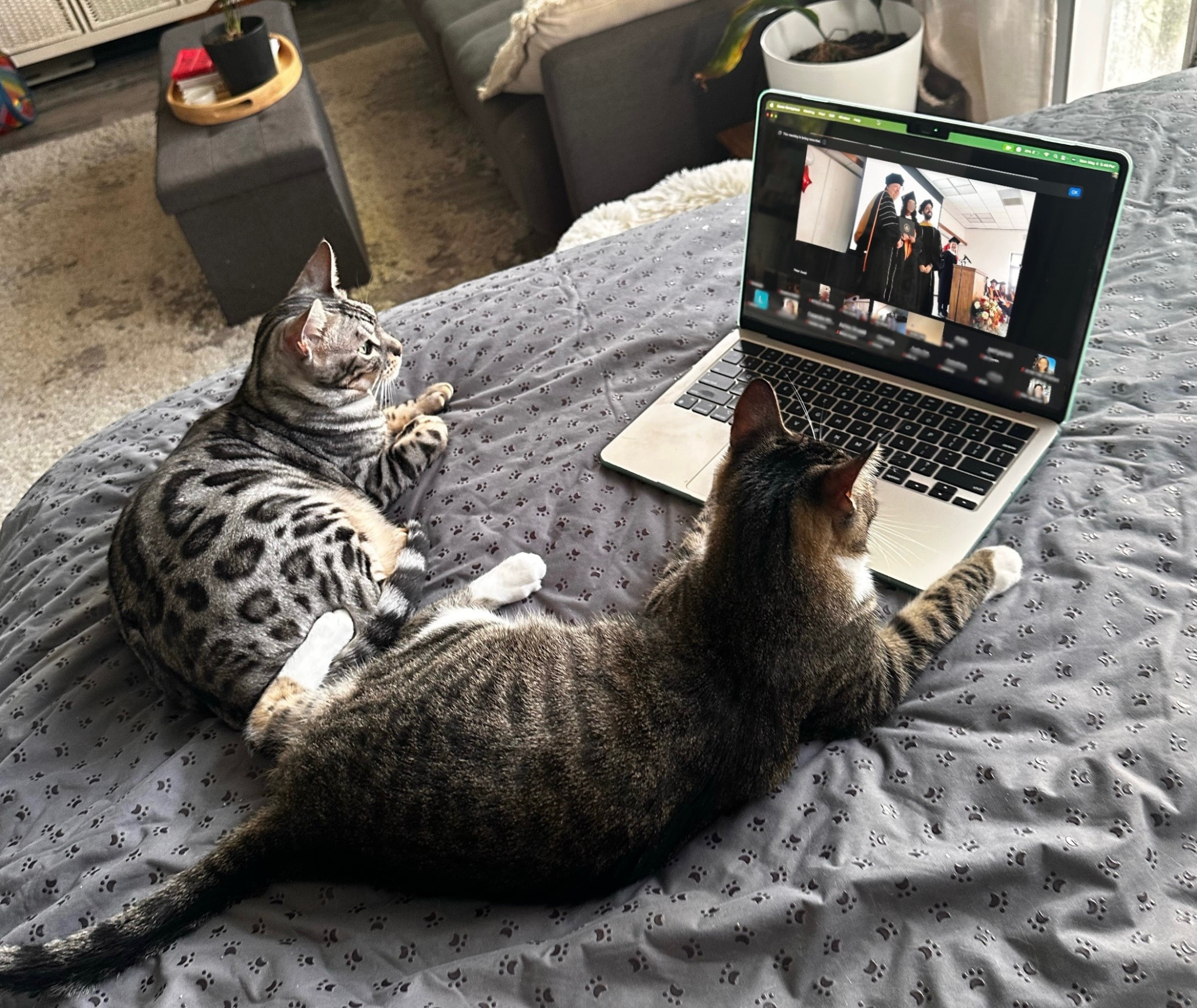 Cats watching Sentio University MFT Graduation