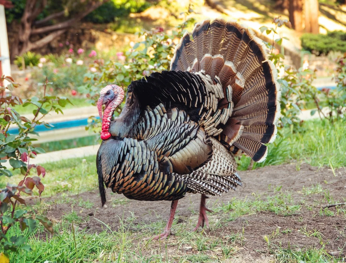 Morcom Rose Garden spotting 👀🦃

#morcomrosegarden #animalphotography #oaklandphotographer #oakland #oaklandrosegarden #bayareaphotography #thanksgivingturkey