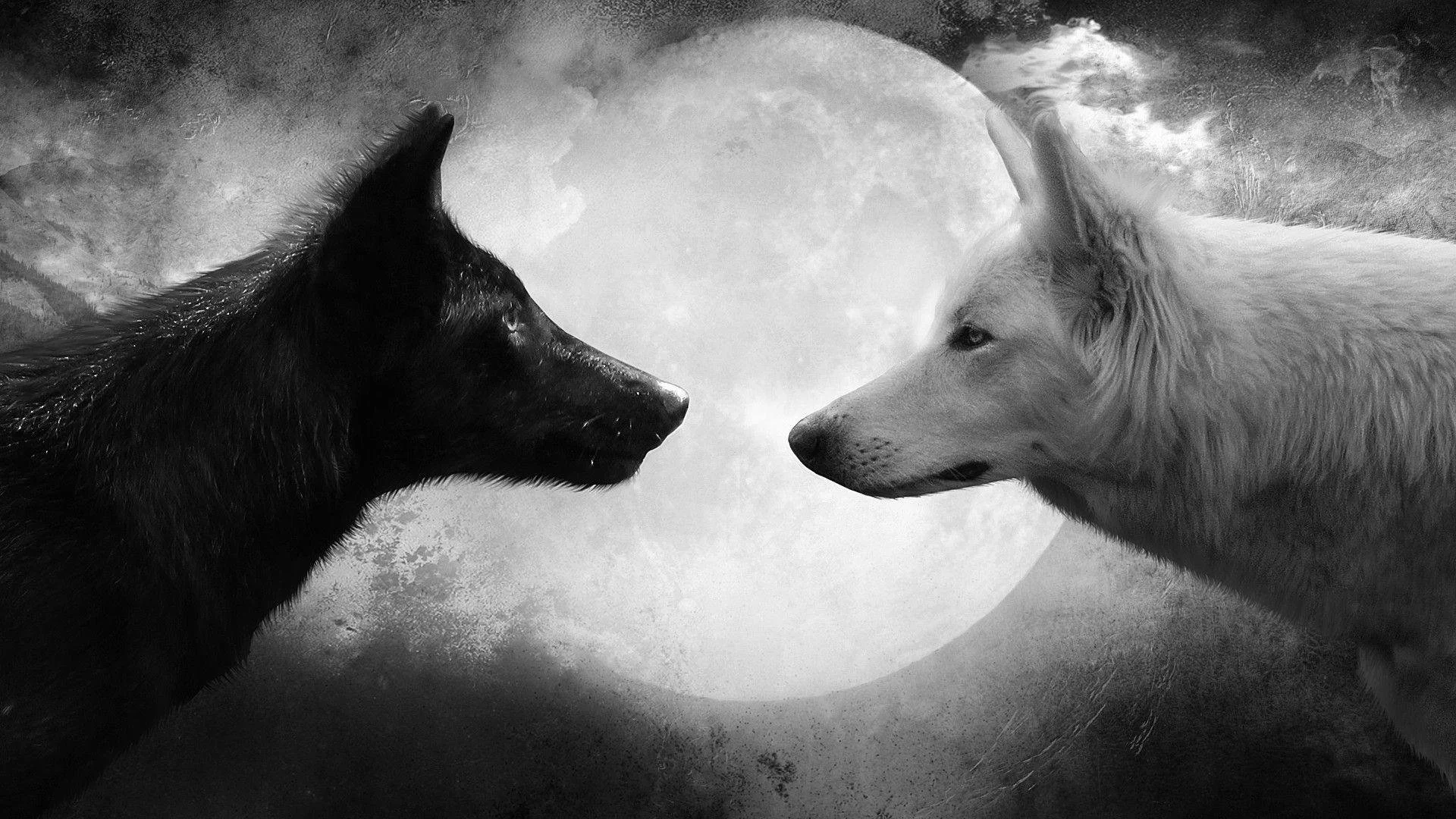 A black wolf and a white wolf facing each other beneath a full moon