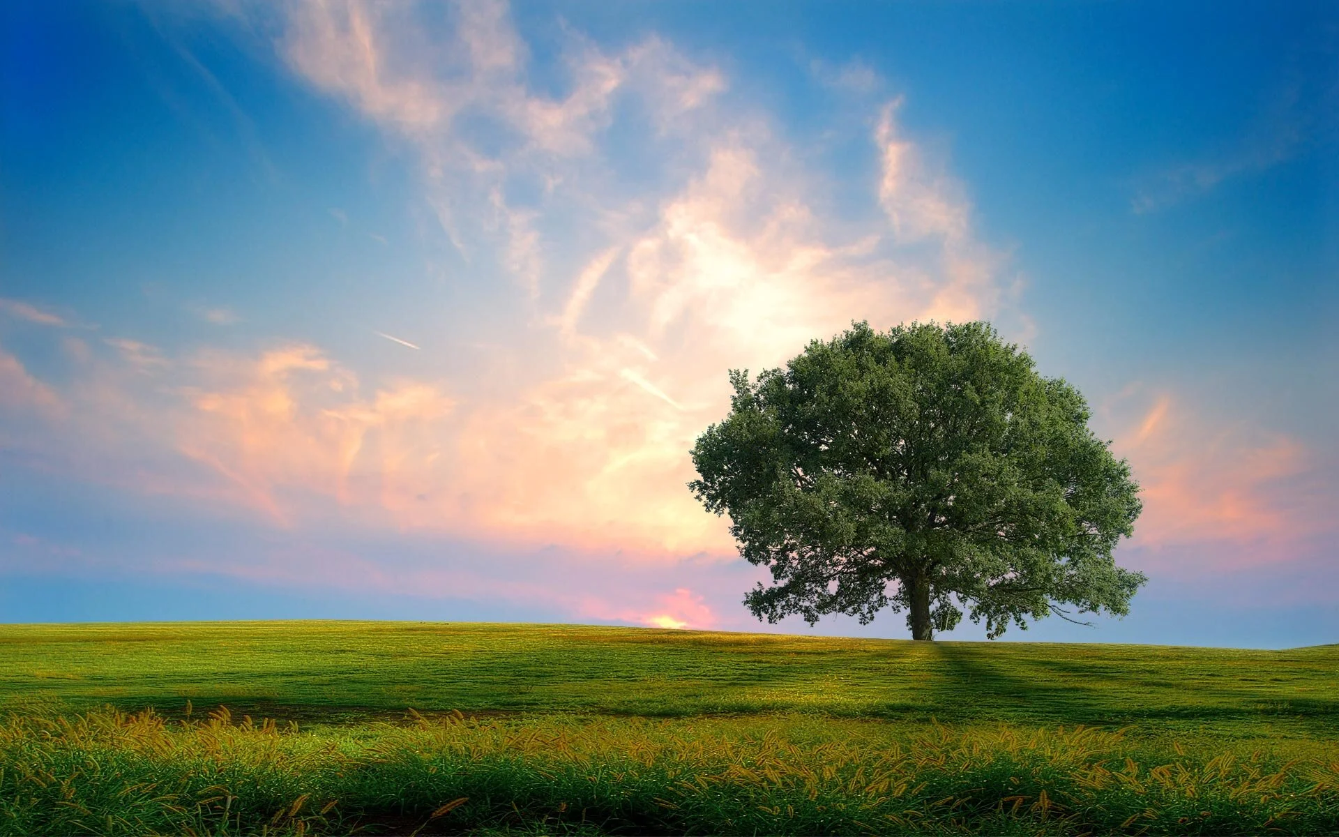 Tree2.jpeg