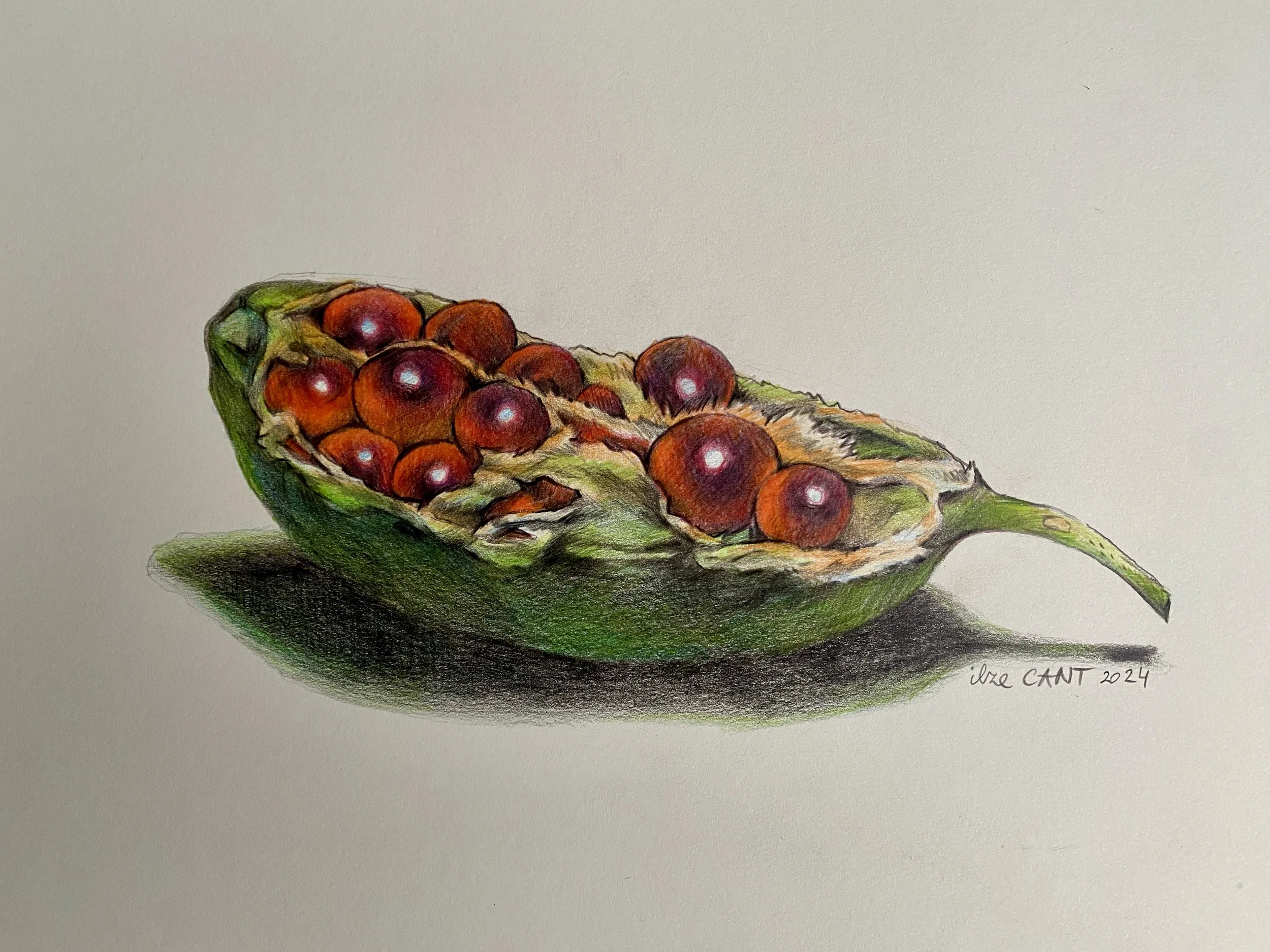 Pod by Ilze Cant