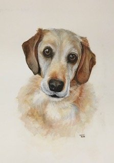 Old Dog
