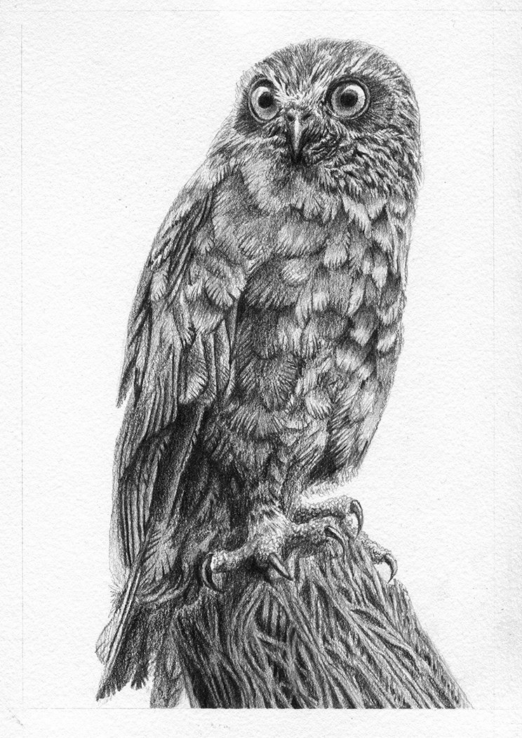 Tim Honey - Boobook Owl.jpg