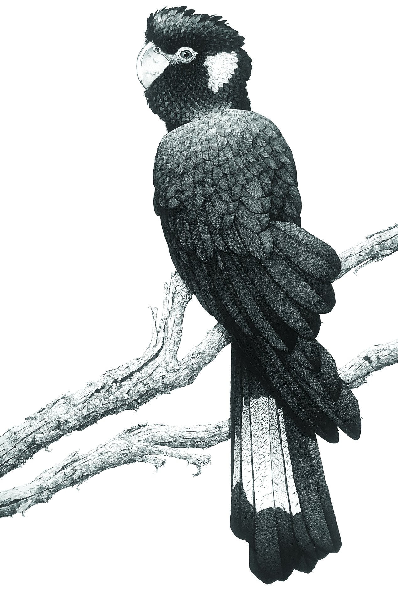Yellow-tailed Black Cockatoo DO.jpg