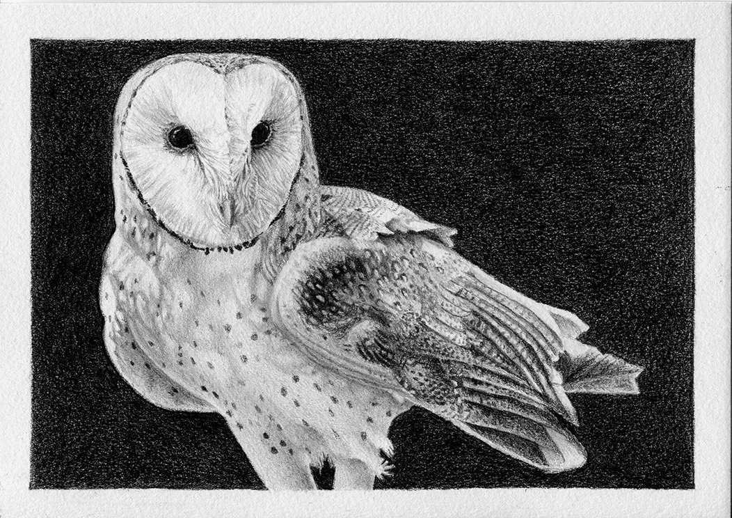 Tim Honey - Masked Owl.jpg