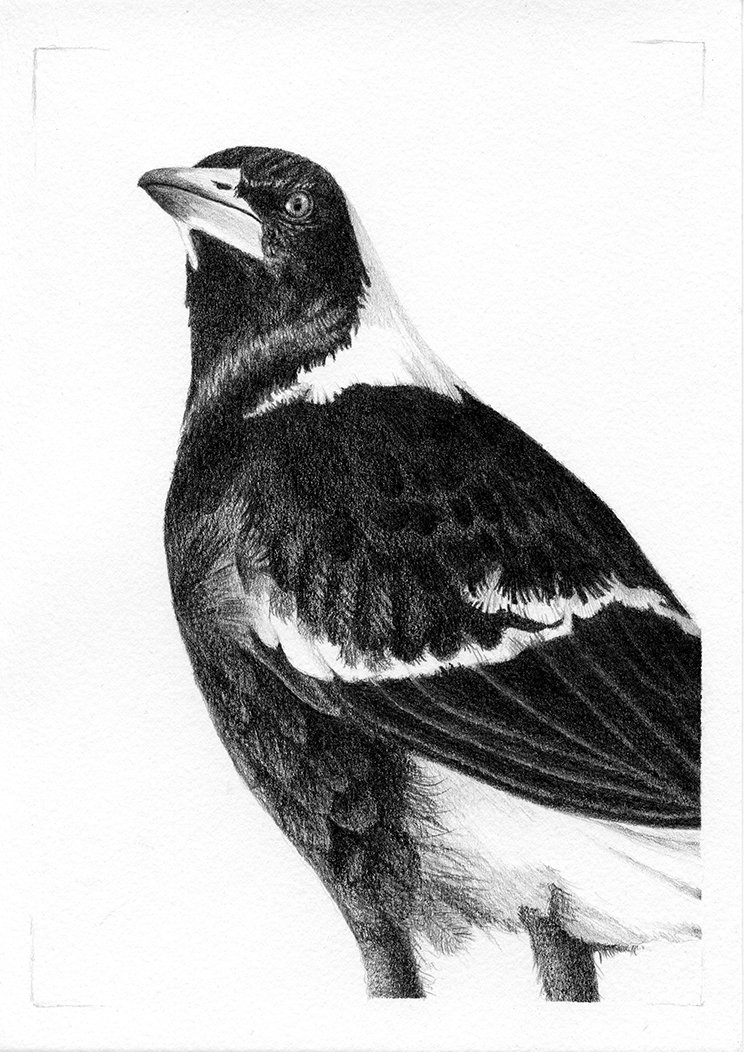 Tim Honey - Magpie.jpg