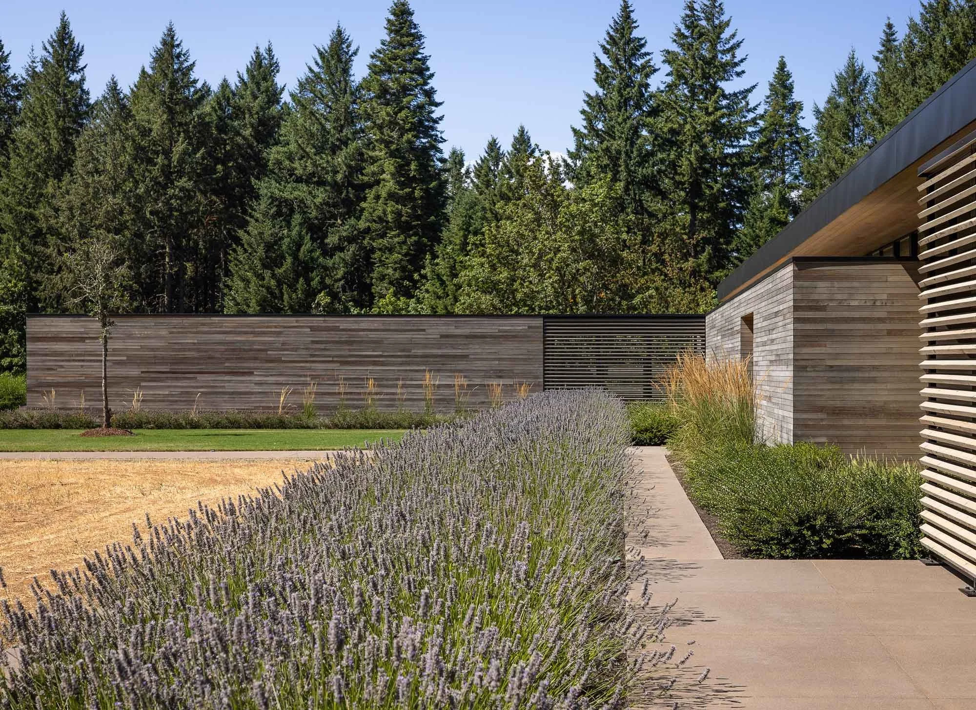 Backyard with a long row of lavender to attract bees