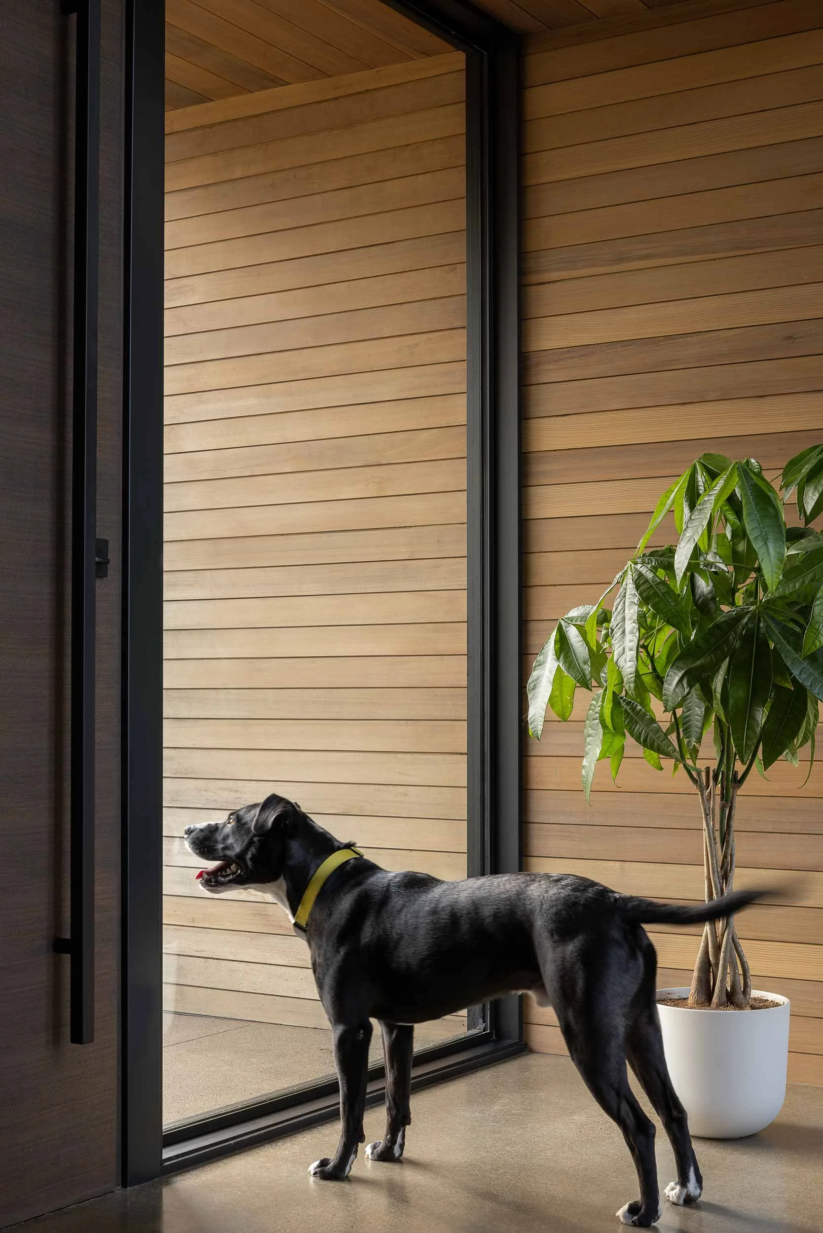 Dog looking out from window with wood walls
