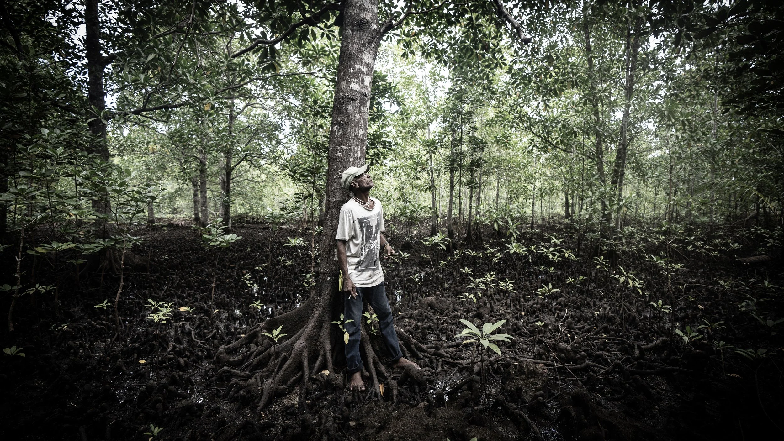 How Mangrove Restoration Can Safeguard the Solomon Islands