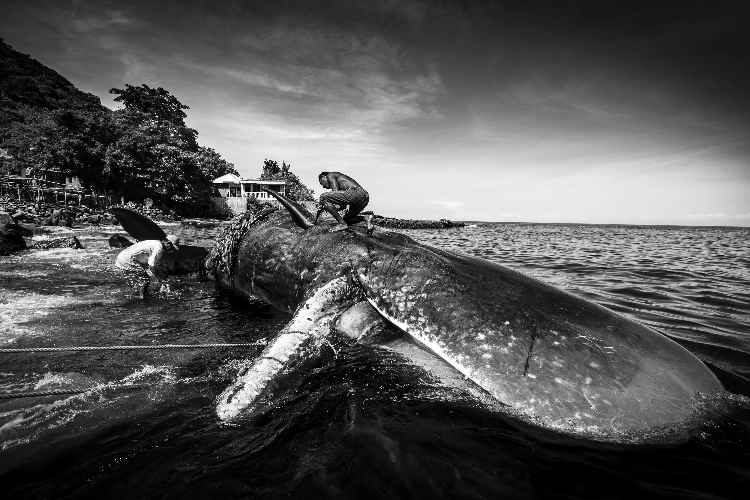 Whale Hunters of Indonesia 1.jpg