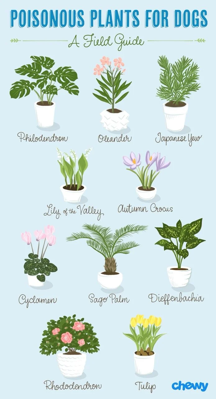 most-common-poisonous-plants-for-dogs Large.jpeg
