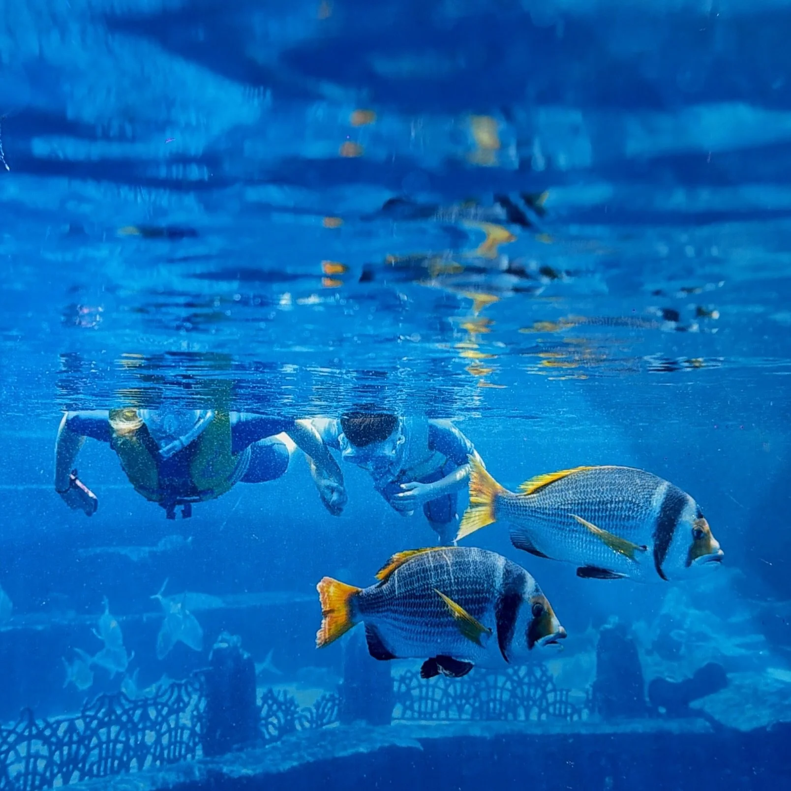 Just found this picture of me and @flynncoulson swimming in the aquarium at the Atlantis hotel in Dubai!
It looks very "finding nemo" 🐠but what you can't see below us is 4 or 5 HUGE basking sharks and about 6 massive stingrays! 🦈
Which ev