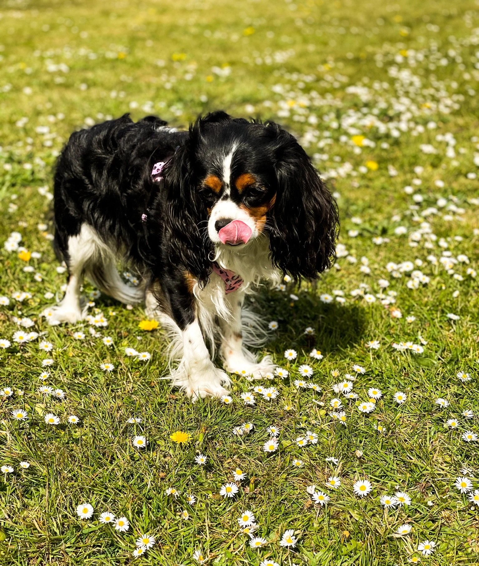 Support for Bitches in Heat