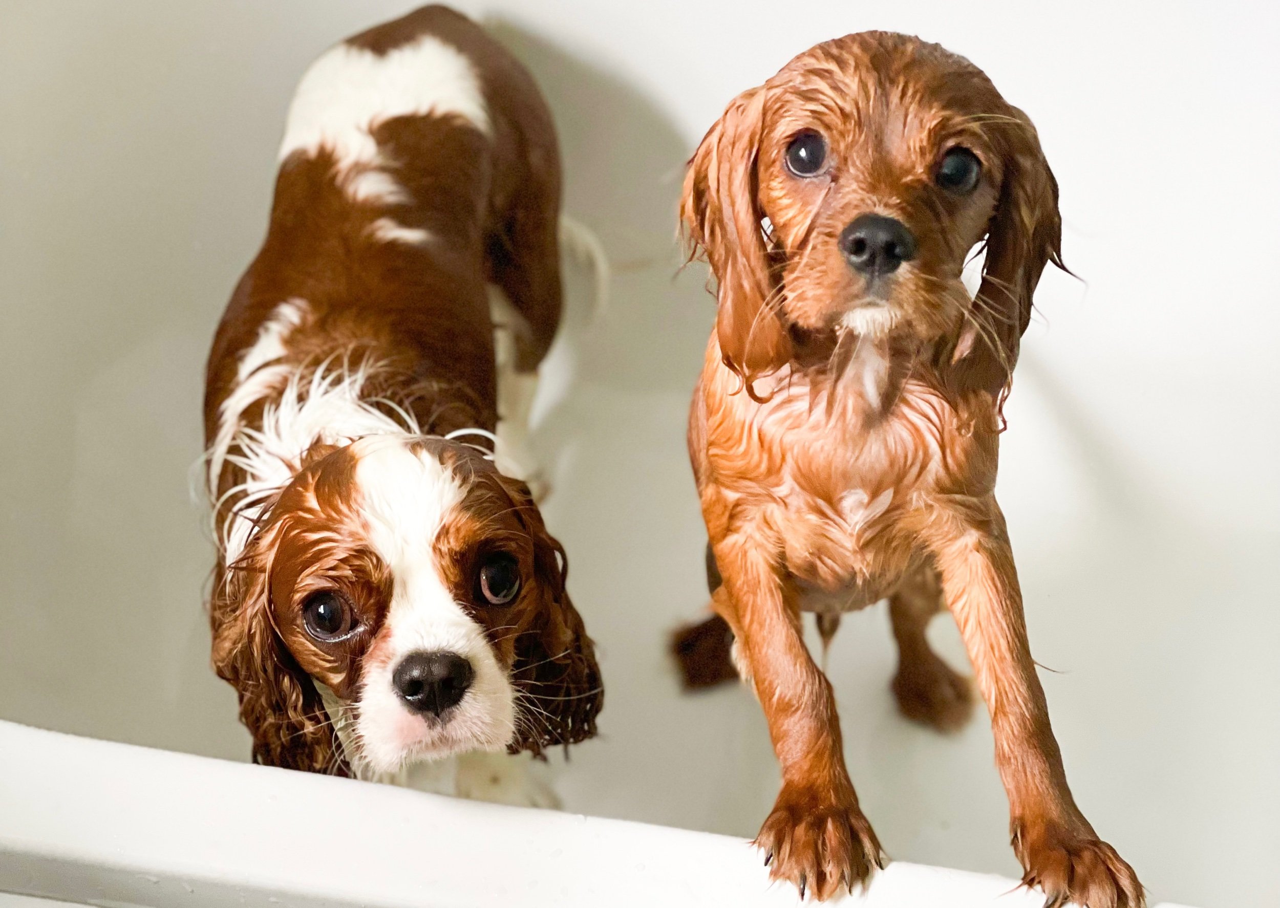 Dog Shampoo, is it really natural?