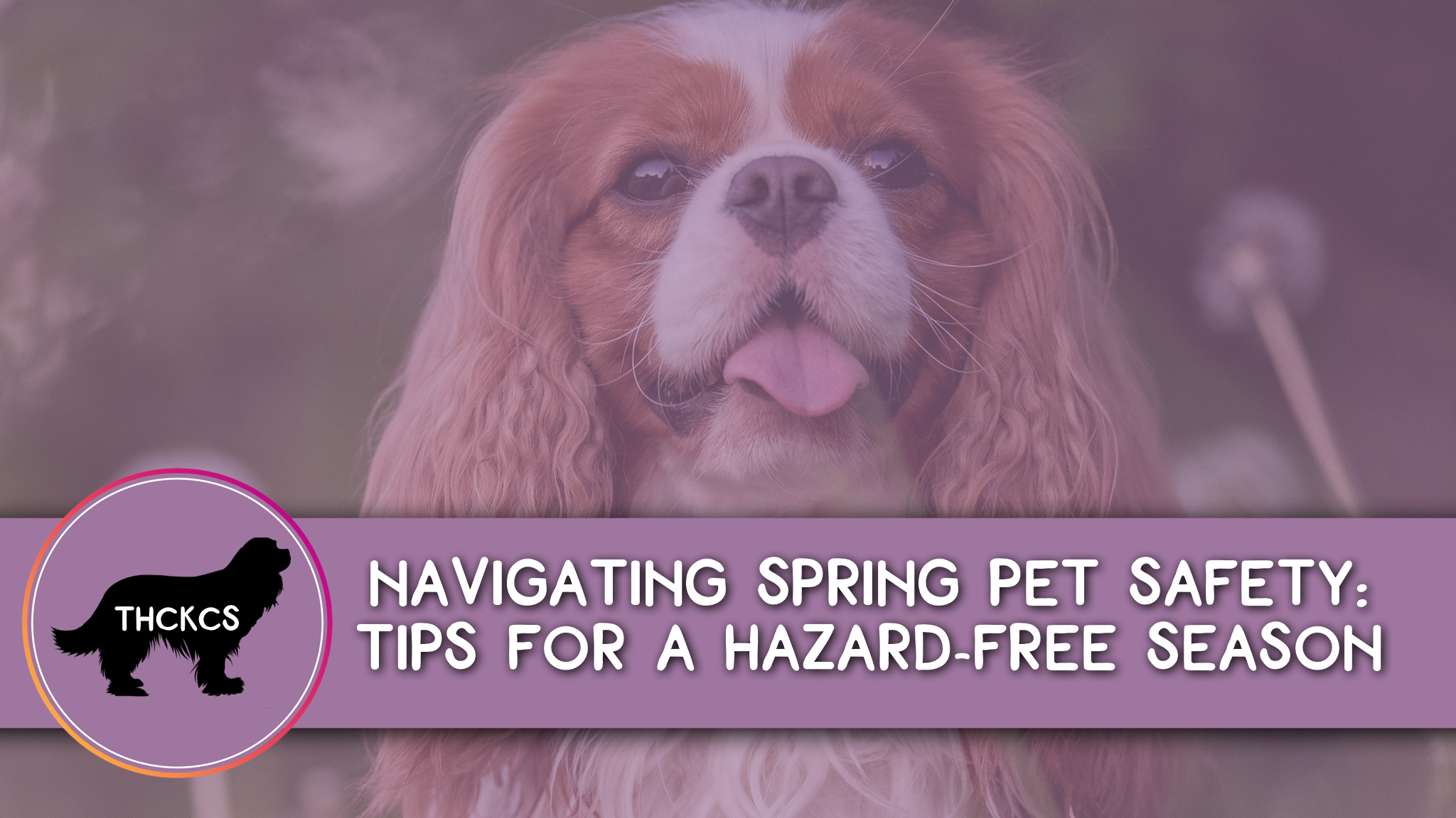 Navigating Spring Pet Safety: Tips for a Hazard-Free Season