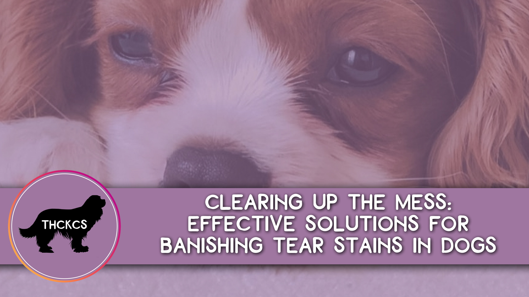 Clearing Up the Mess: Effective Solutions for Banishing Tear Stains in Dogs