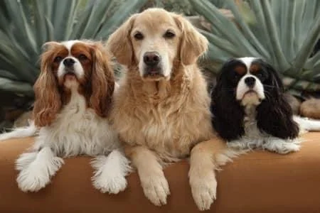 Detoxing Your Dog from Toxins: A Comprehensive Guide