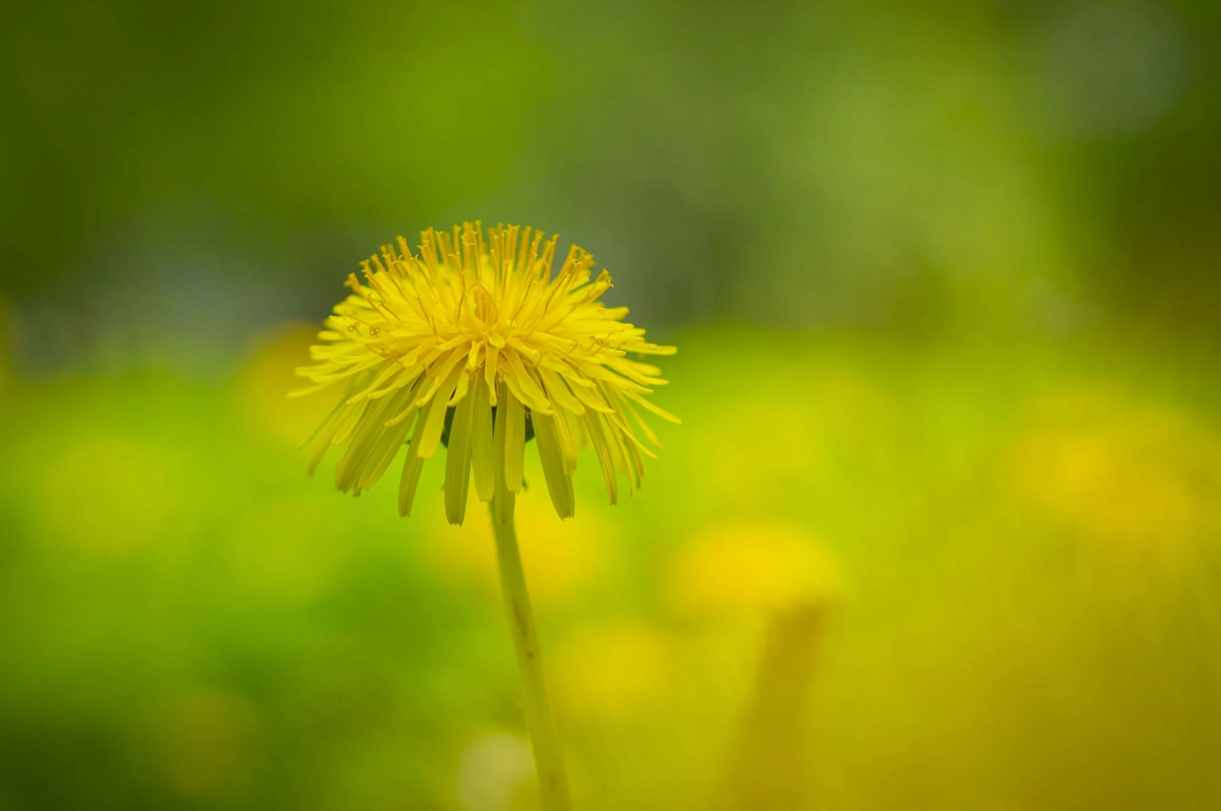 Health Benefits of Dandelion for Dogs: Natural Detox and Nutrient Booster