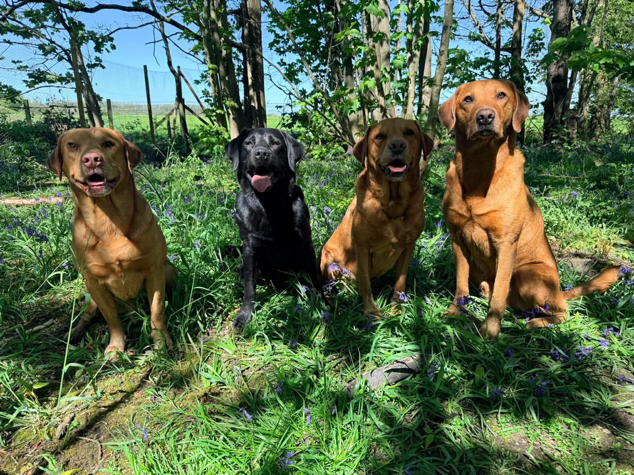Navigating the Sea of Canine Health and Nutrition Advice: How to Separate Fact from Fiction