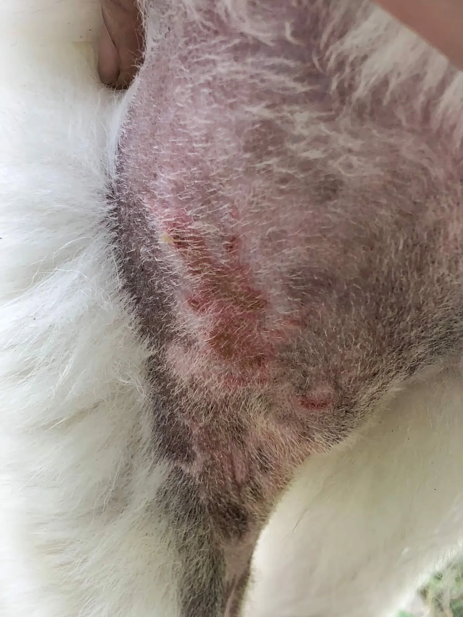 View of Treating Yeast in Dogs Naturally Through Diet and Supplements — The ...