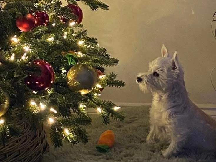 Canine wellness image from The Balanced Canine