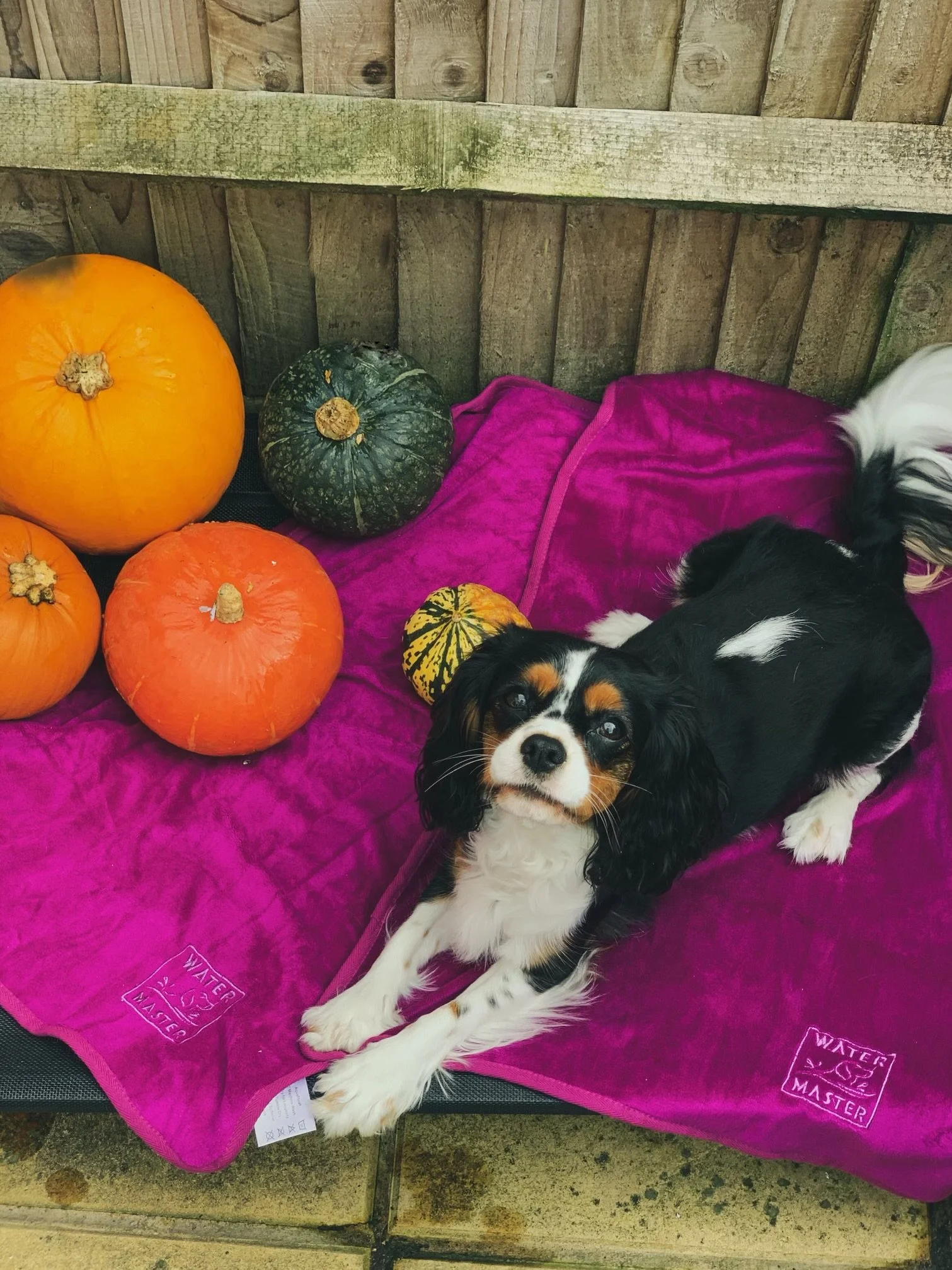 Tricolour cavalier laying with pumpkins