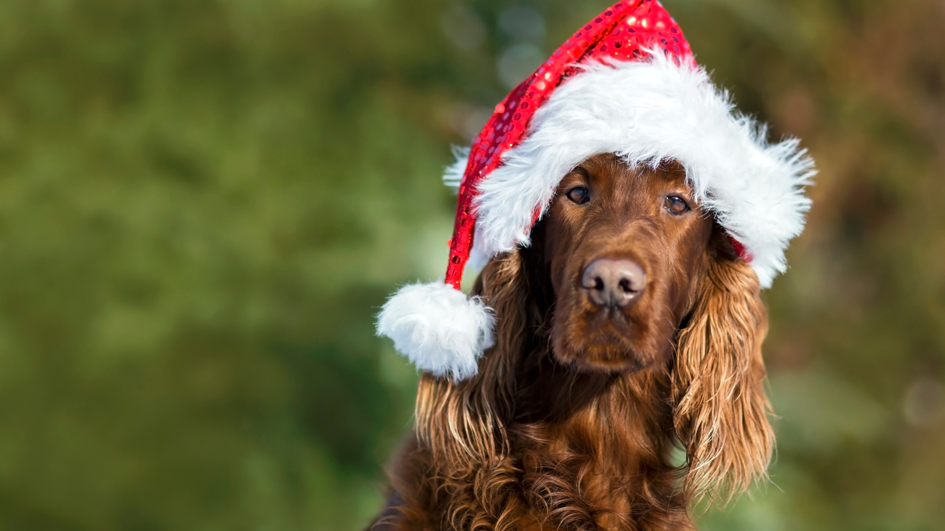 Festive Feasts Without Fear: Holiday Food Safety Playbook for Dogs