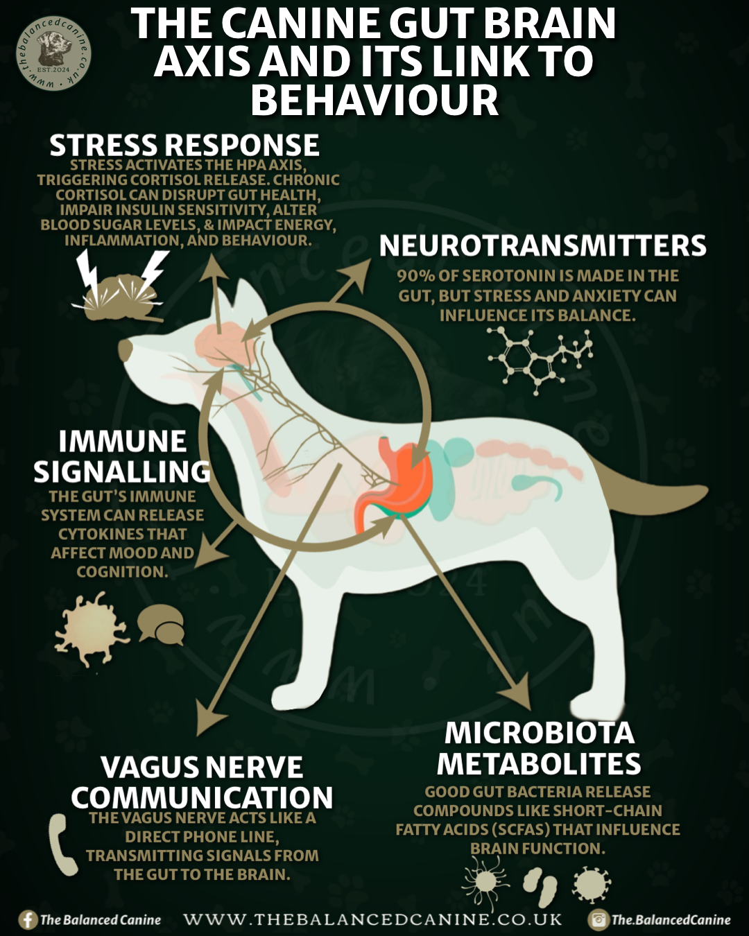 Curated visual reference: Gallery Detail: The Canine Gut Brain Connection How Diet Impacts Your Dog