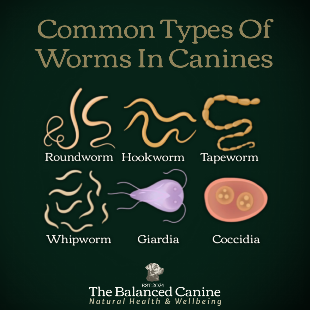 Comprehensive Guide to Worms in Dogs Symptoms, Prevention, and Natural