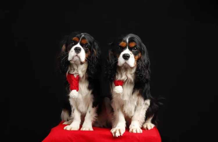 Team or canine wellness image