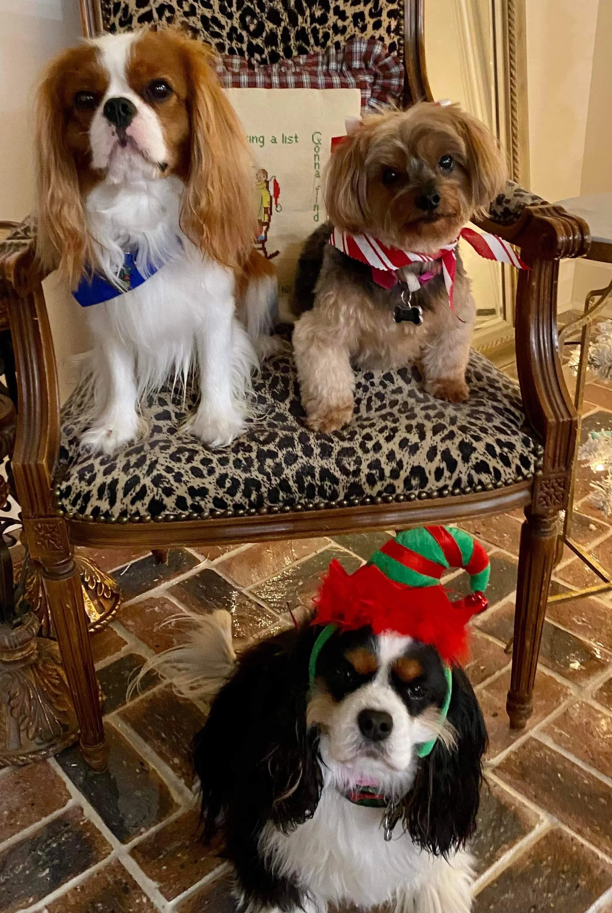 Meet The Team Behind THCKCS — The Healthy Cavalier King Charles Spaniel