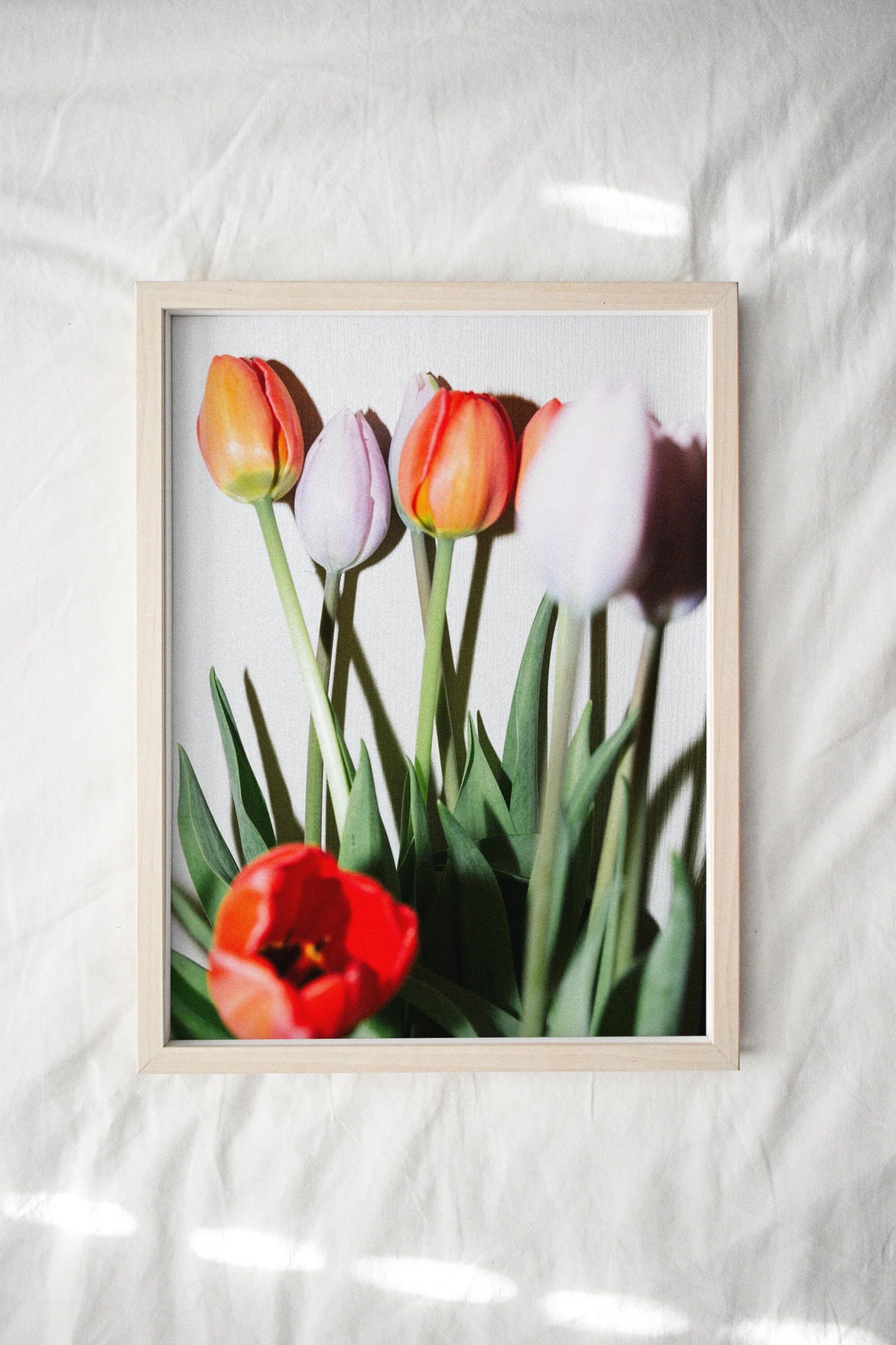InBloom-Tulips.jpg