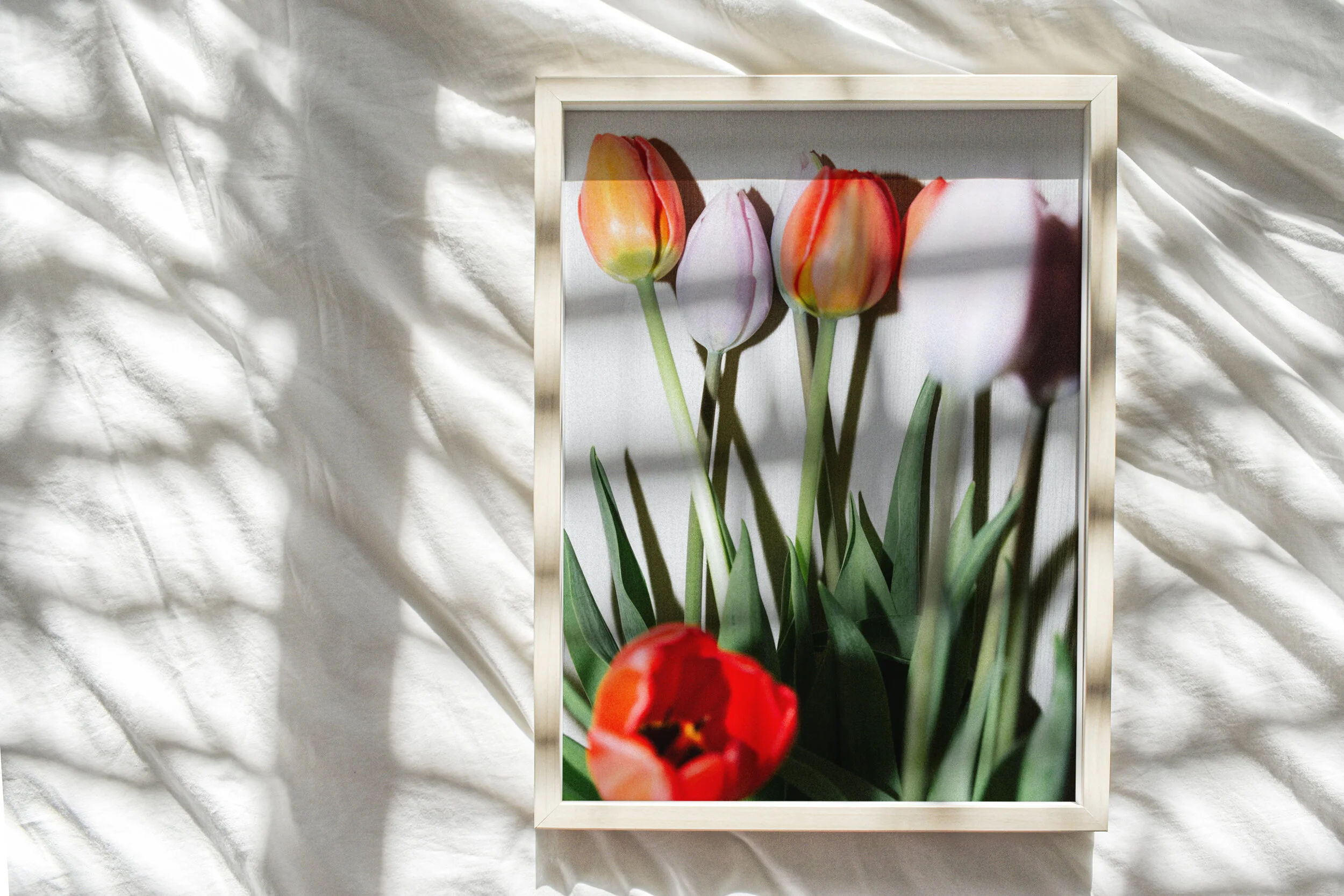 Tulips2.jpg
