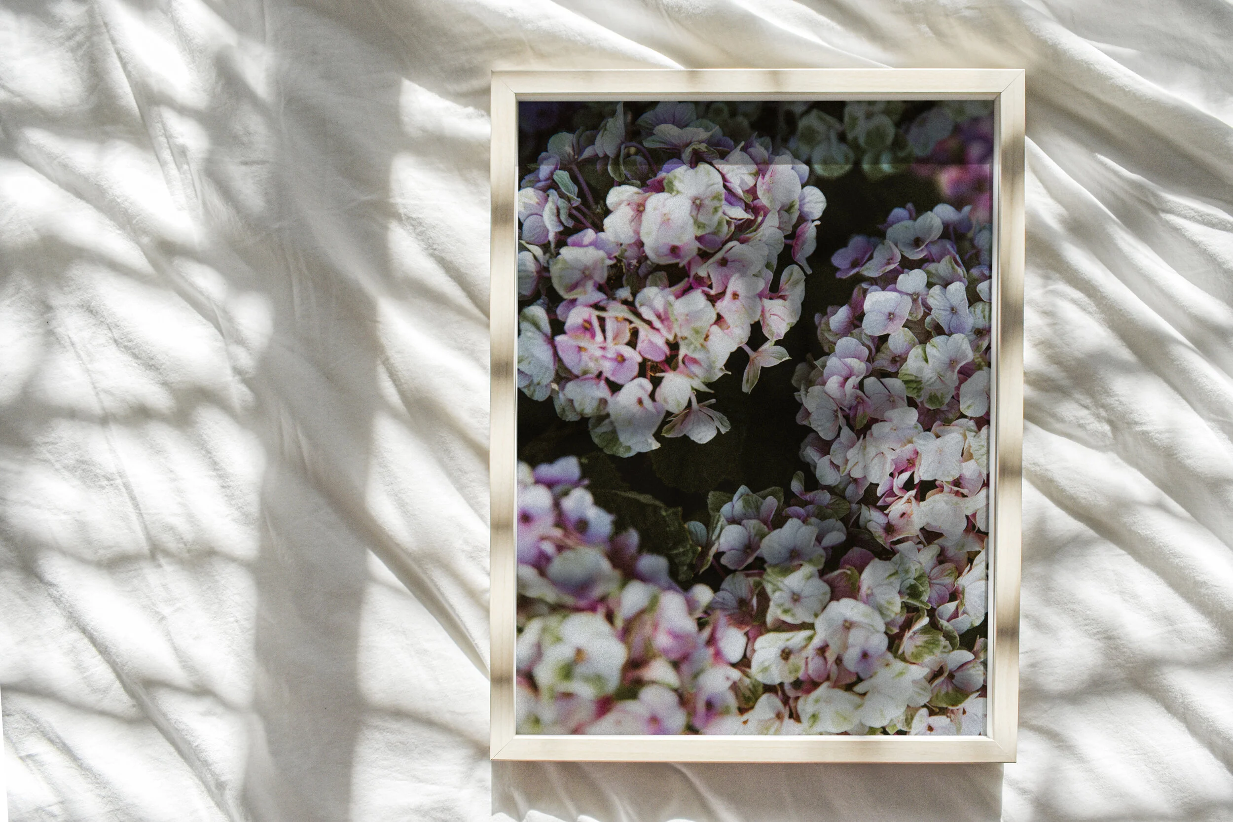 hydrangea-1.jpg