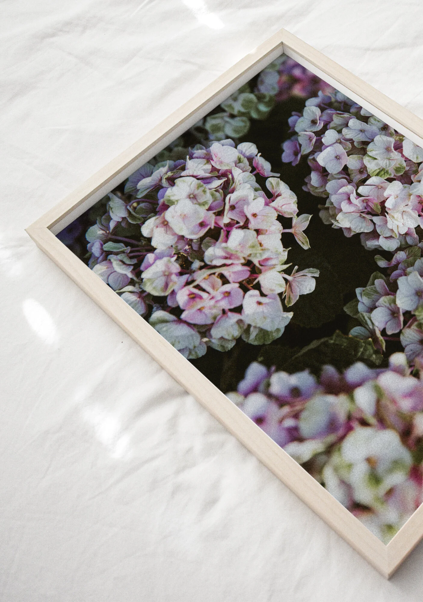 hydrangea-3.jpg