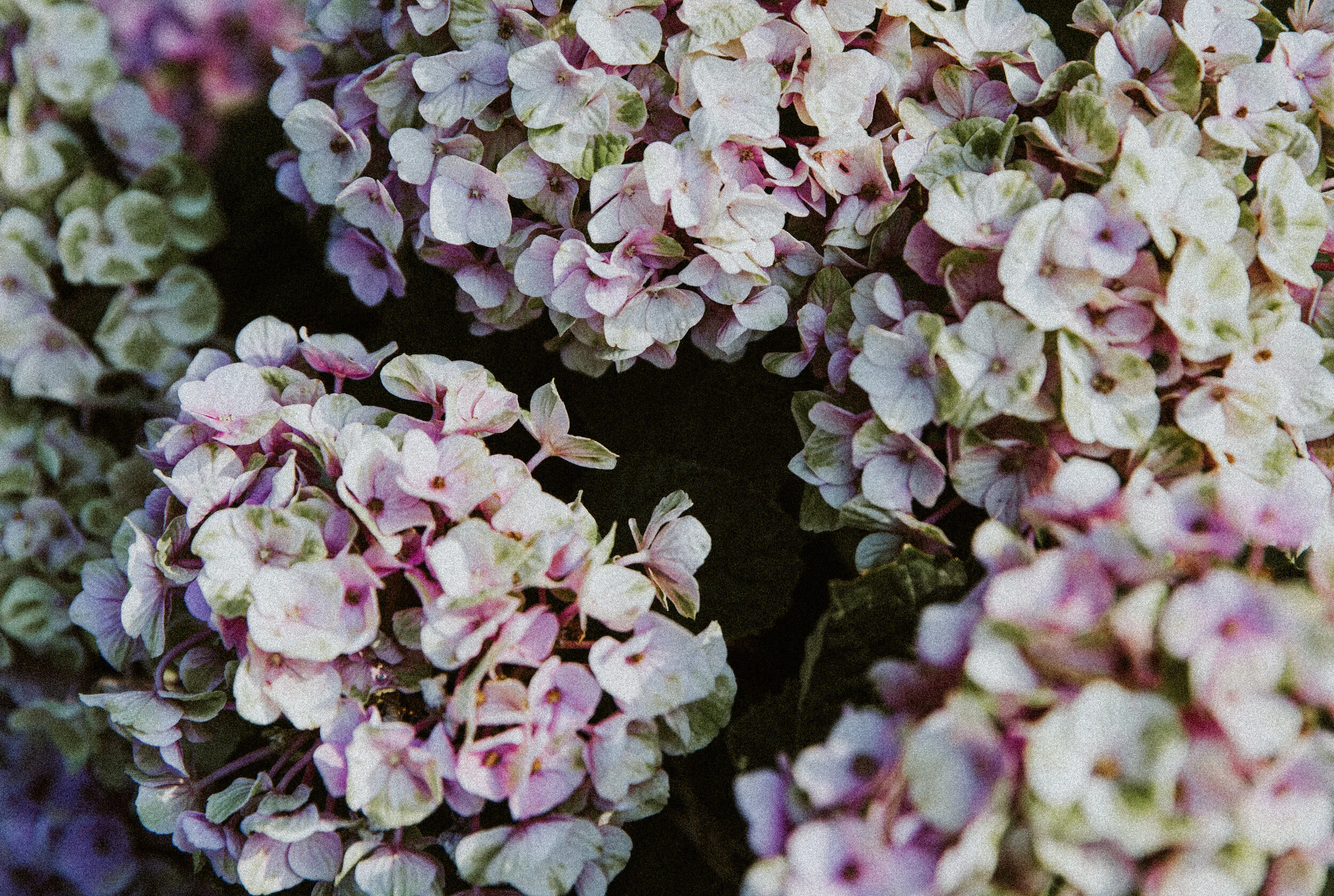 Hydrangea-L.jpg