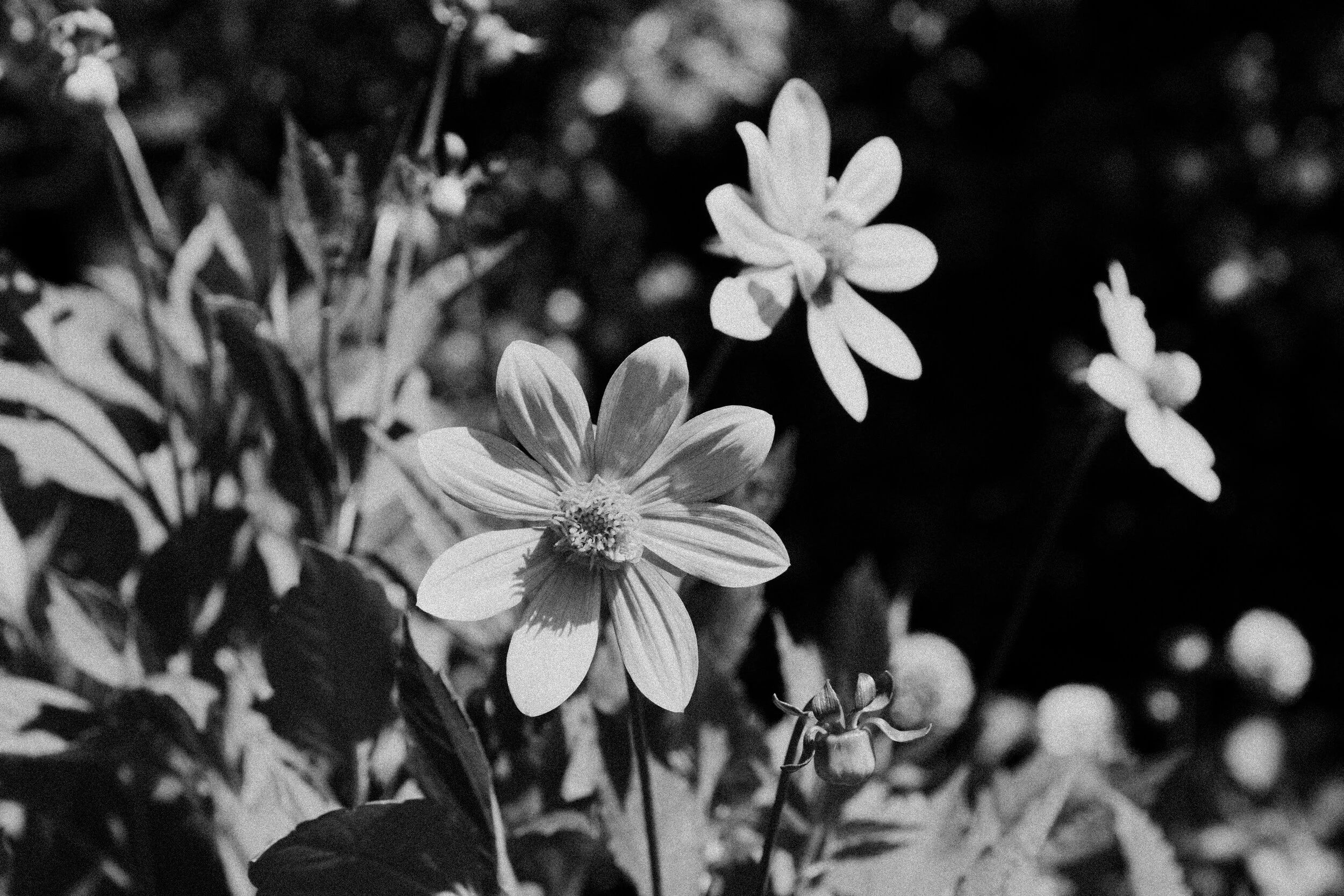 GardenParty3.jpg