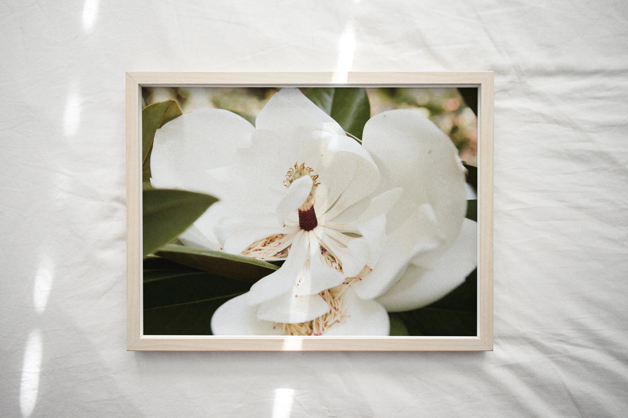 InBloom-Magnolia.jpg