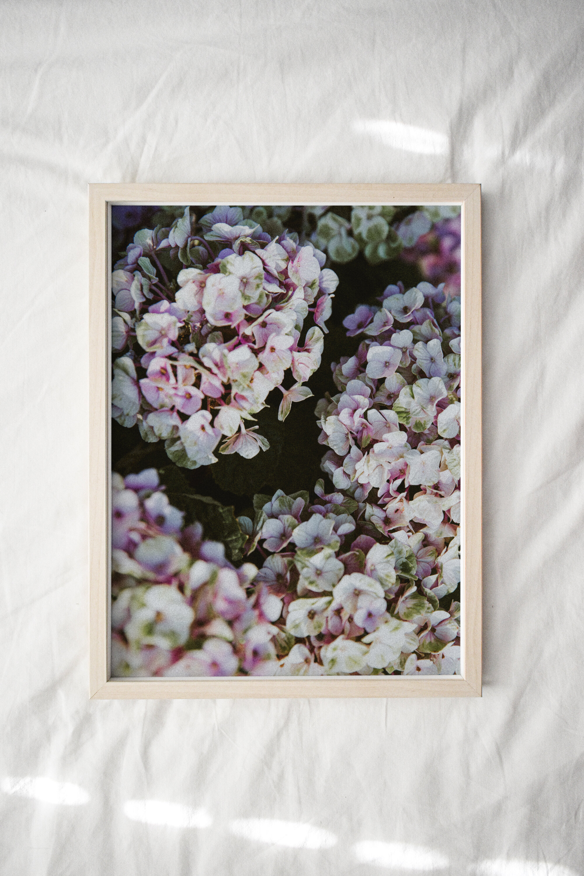 InBloom-Hydrangea.jpg
