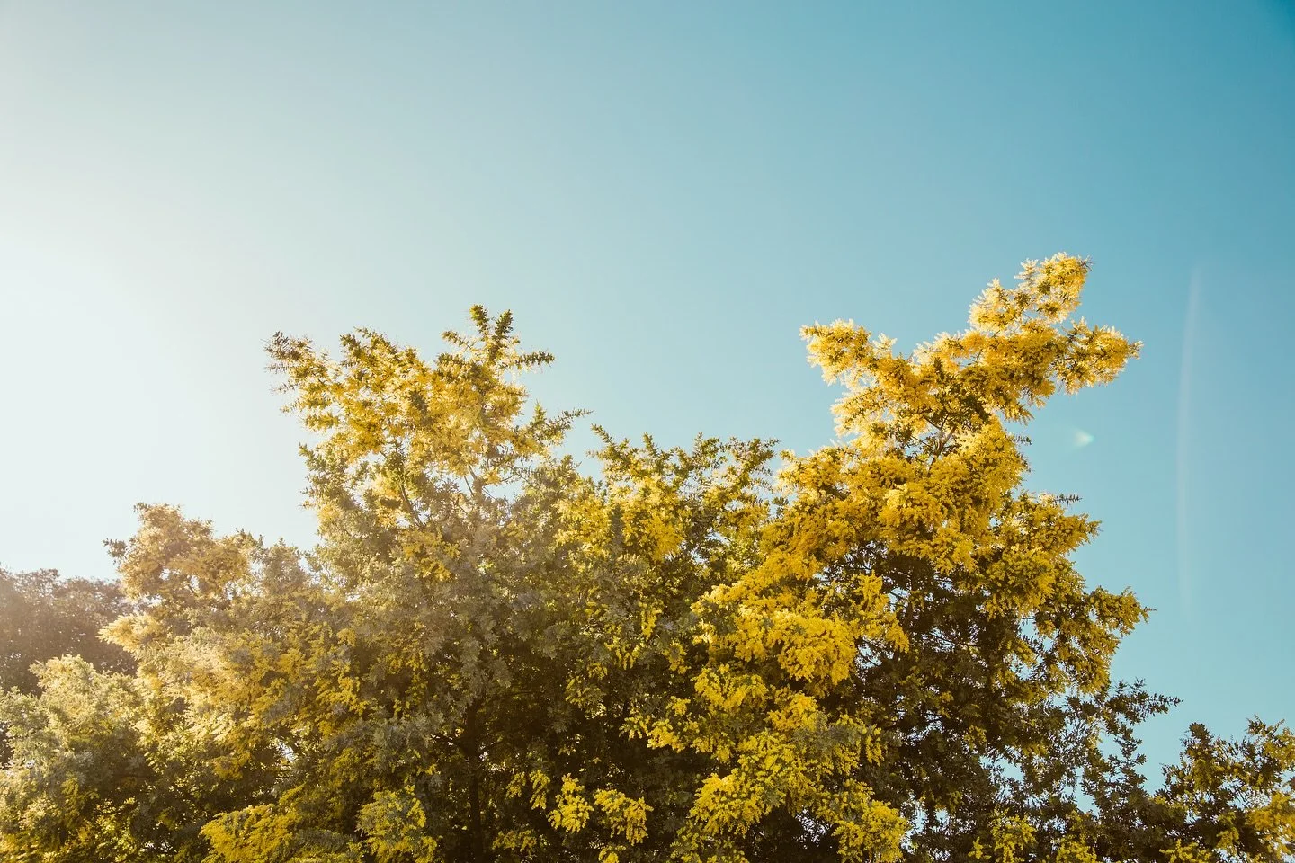 Aside from the pollen, I do love wattle season.