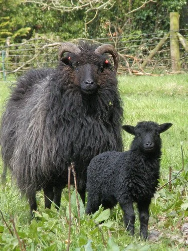 Baa Baa Black Sheep