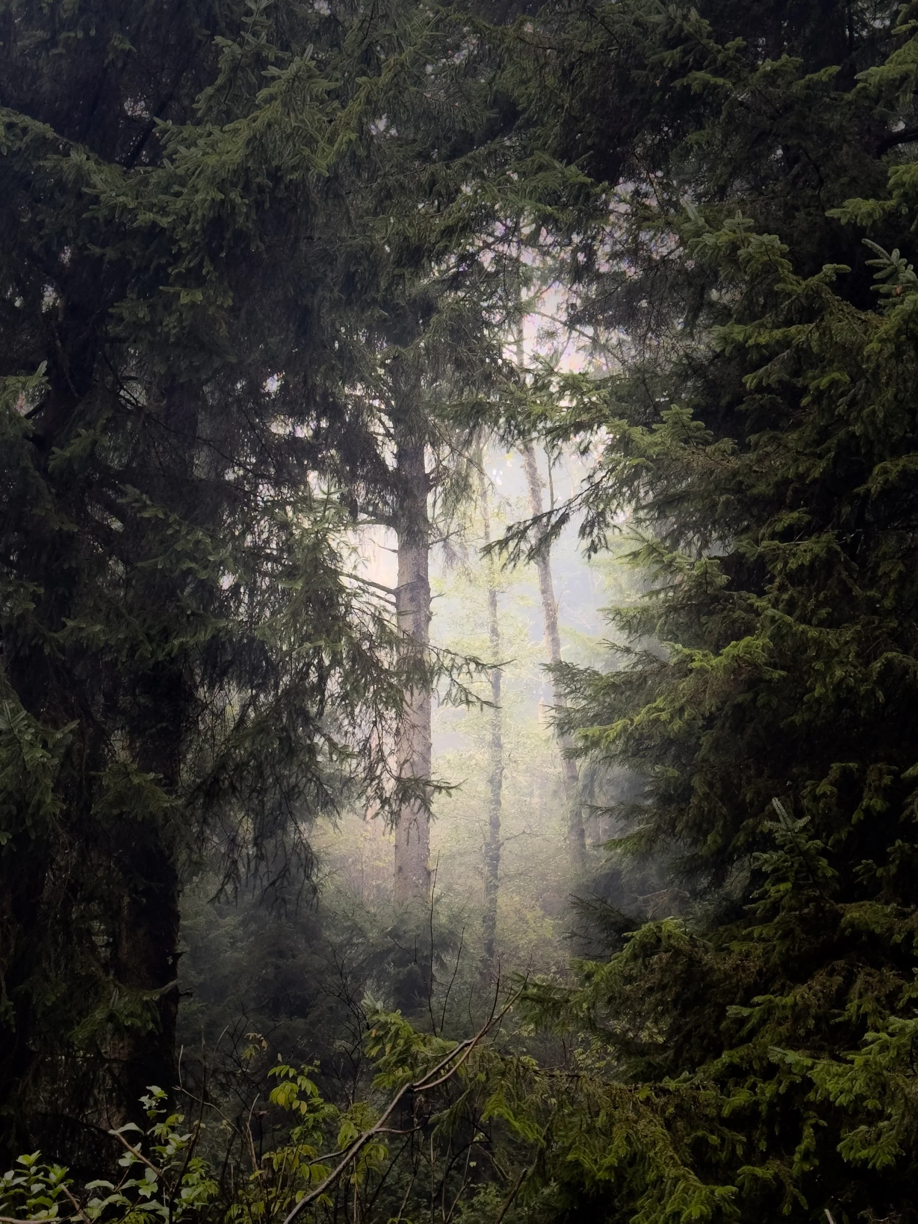 Shore Acres-1125-12.jpg