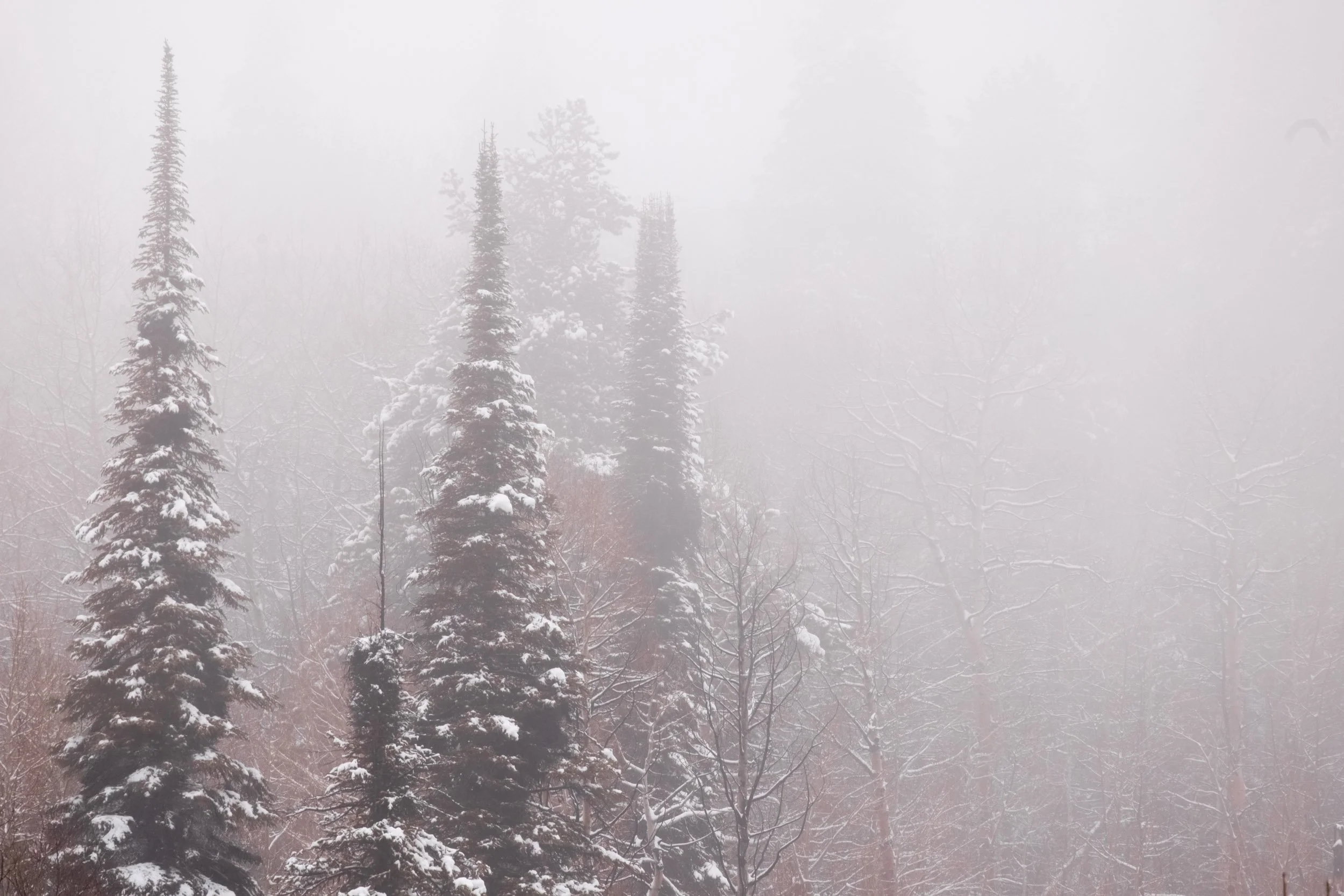 Local Wanders Fall Winter 25-26