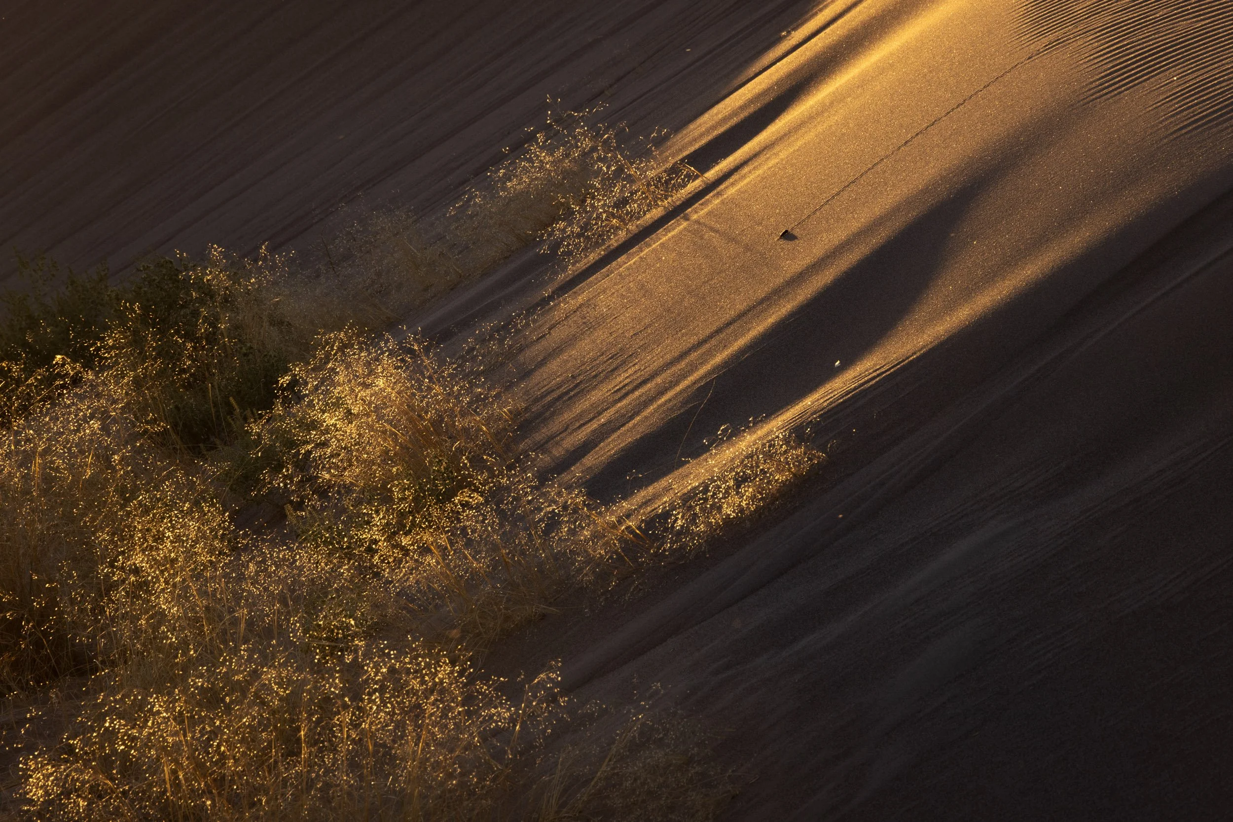 Bruneau Sand Dunes Abstract 2025-3.jpg